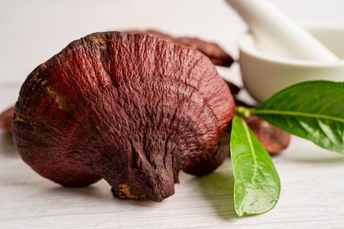 Champignon reishi